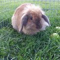 bunny_grass.jpg