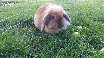 bunny grass